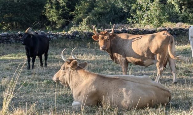El CITA lidera la aportación científica en el análisis de la producción de carne de vacuno en España