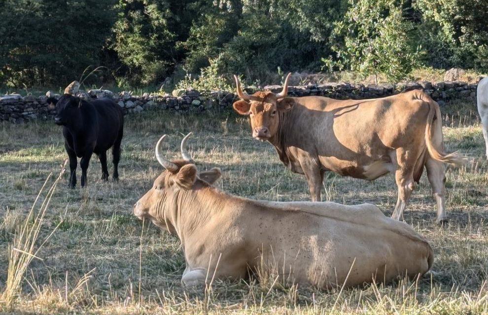 El CITA lidera la aportación científica en el análisis de la producción de carne de vacuno en España