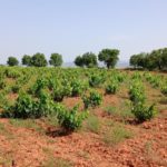El CITA promueve la recuperación del paisaje vitivinícola de Teruel en unas Jornadas