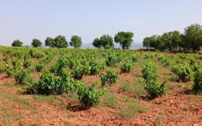 El CITA promueve la recuperación del paisaje vitivinícola de Teruel en unas Jornadas