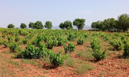 El CITA promueve la recuperación del paisaje vitivinícola de Teruel en unas Jornadas