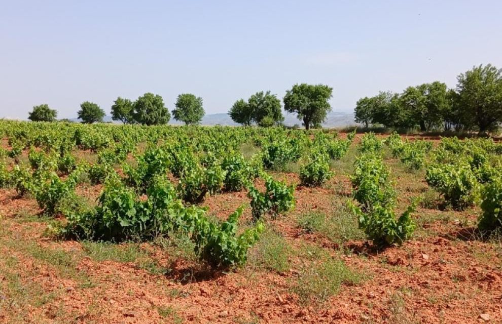 El CITA promueve la recuperación del paisaje vitivinícola de Teruel en unas Jornadas