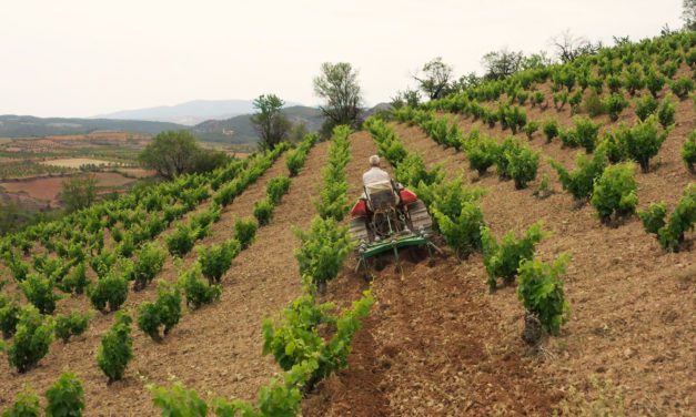 Los vinos de Raíces Ibéricas destacan en el reportaje que anuncia la entrada de Aragón en el ‘World Atlas of Wine’