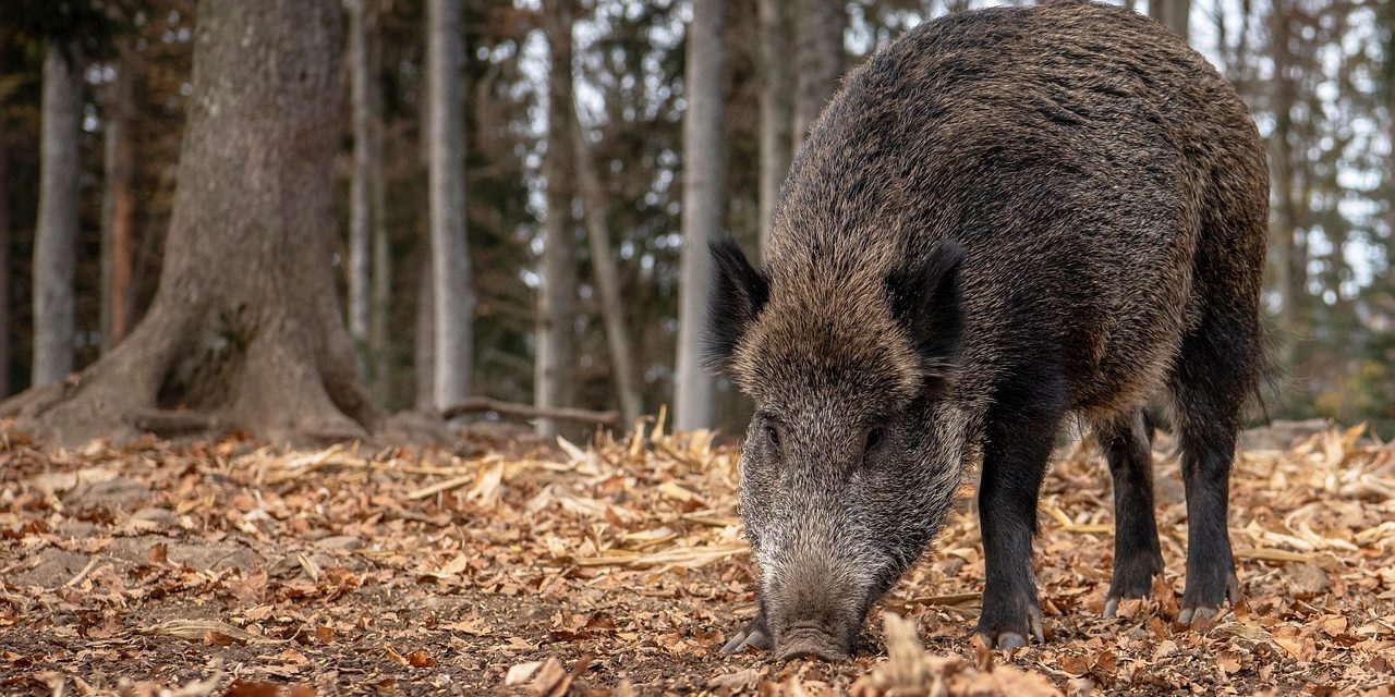 El Gobierno de Aragón convocará una mesa técnica y multisectorial para reforzar la prevención frente a la peste porcina africana