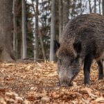 El Gobierno de Aragón convocará una mesa técnica y multisectorial para reforzar la prevención frente a la peste porcina africana