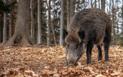 El Gobierno de Aragón convocará una mesa técnica y multisectorial para reforzar la prevención frente a la peste porcina africana