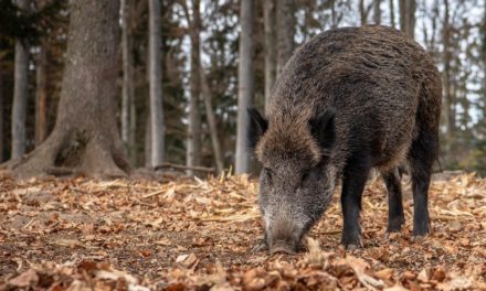 El Gobierno de Aragón convocará una mesa técnica y multisectorial para reforzar la prevención frente a la peste porcina africana