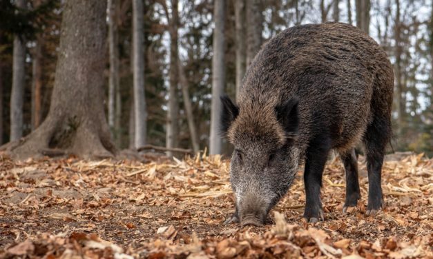 El Gobierno de Aragón convocará una mesa técnica y multisectorial para reforzar la prevención frente a la peste porcina africana