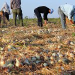 Agricultura convoca 545.000 euros en ayudas para apoyar la incorporación de agricultores y ganaderos a regímenes de calidad en Aragón