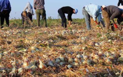 Agricultura convoca 545.000 euros en ayudas para apoyar la incorporación de agricultores y ganaderos a regímenes de calidad en Aragón