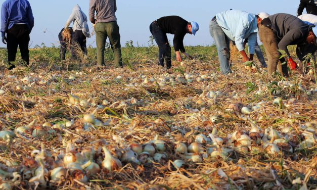 Agricultura convoca 545.000 euros en ayudas para apoyar la incorporación de agricultores y ganaderos a regímenes de calidad en Aragón