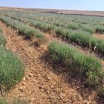 El CITA refuerza la innovación agroalimentaria con su participación en nueve Grupos Operativos de la Asociación Europea para la Innovación