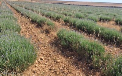El CITA refuerza la innovación agroalimentaria con su participación en nueve Grupos Operativos de la Asociación Europea para la Innovación