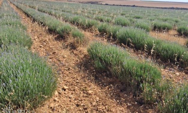 El CITA refuerza la innovación agroalimentaria con su participación en nueve Grupos Operativos de la Asociación Europea para la Innovación