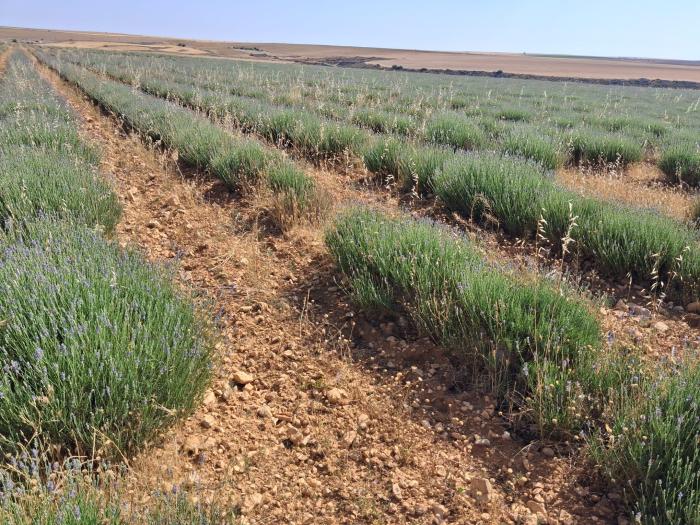 El CITA refuerza la innovación agroalimentaria con su participación en nueve Grupos Operativos de la Asociación Europea para la Innovación