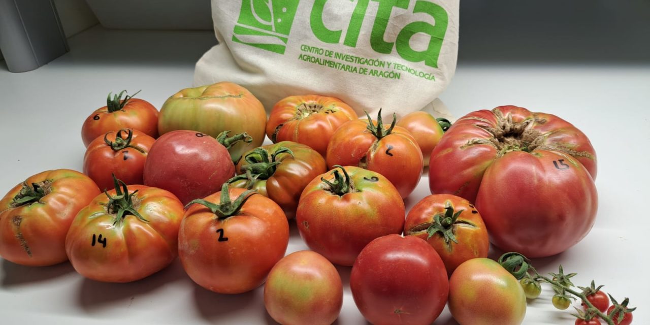 El Banco de Germoplasma Hortícola del CITA reúne más de 4.000 muestras de tomate que aseguran el futuro de las variedades tradicionales