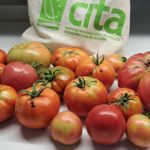 El Banco de Germoplasma Hortícola del CITA reúne más de 4.000 muestras de tomate que aseguran el futuro de las variedades tradicionales