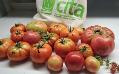 El Banco de Germoplasma Hortícola del CITA reúne más de 4.000 muestras de tomate que aseguran el futuro de las variedades tradicionales
