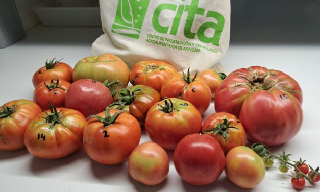 El Banco de Germoplasma Hortícola del CITA reúne más de 4.000 muestras de tomate que aseguran el futuro de las variedades tradicionales