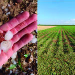 El granizo destroza alrededor de 3000 hectáreas en las Cinco Villas y Veldealforga