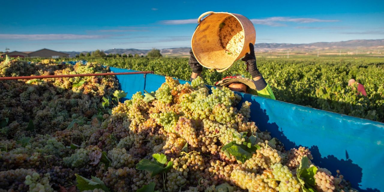 La DOP Cariñena prevé vendimiar este año hasta 5 millones de kilos de uva más que en 2025