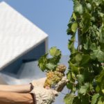 Bodega Sommos inicia la vendimia más temprana de su historia debido a las olas de calor