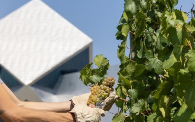 Bodega Sommos inicia la vendimia más temprana de su historia debido a las olas de calor