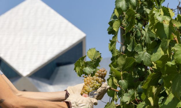 Bodega Sommos inicia la vendimia más temprana de su historia debido a las olas de calor