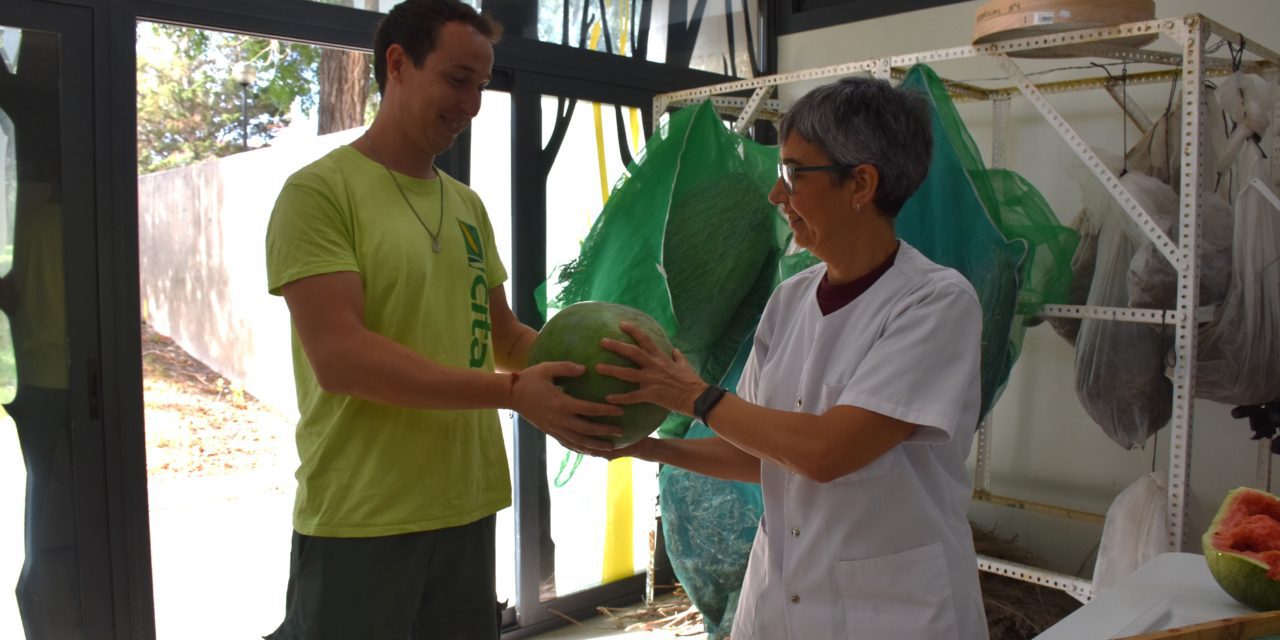 Una variedad tradicional de sandía de San Mateo de Gállego se incorpora al Banco de Germoplasma Hortícola del CITA