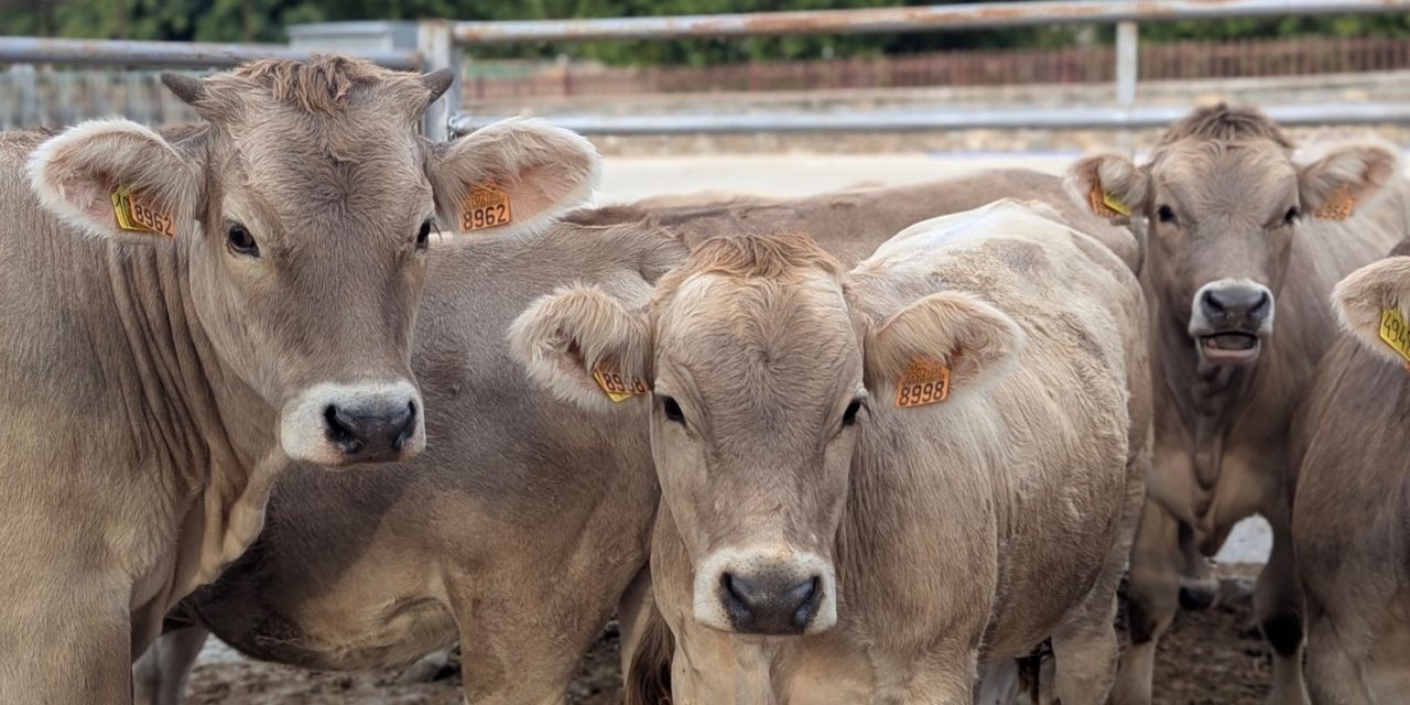 El Grupo Operativo BoviTECH aúna tecnología y datos para mejorar el bienestar y la productividad del vacuno de carne en Aragón