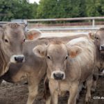 El Grupo Operativo BoviTECH aúna tecnología y datos para mejorar el bienestar y la productividad del vacuno de carne en Aragón