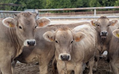 El Grupo Operativo BoviTECH aúna tecnología y datos para mejorar el bienestar y la productividad del vacuno de carne en Aragón