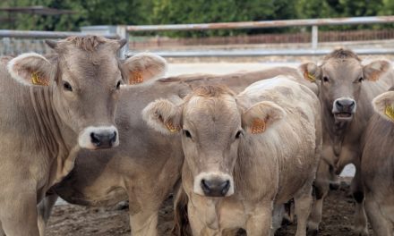 El Grupo Operativo BoviTECH aúna tecnología y datos para mejorar el bienestar y la productividad del vacuno de carne en Aragón