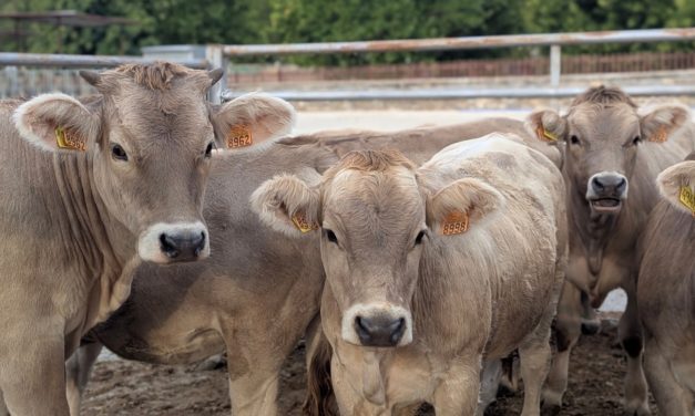 El Grupo Operativo BoviTECH aúna tecnología y datos para mejorar el bienestar y la productividad del vacuno de carne en Aragón