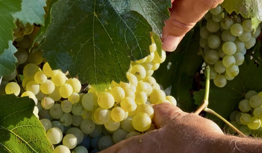 Somontano concluye la vendimia superando los 17 millones de kilos de uva