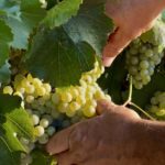 Somontano concluye la vendimia superando los 17 millones de kilos de uva