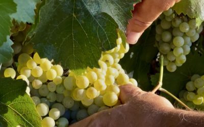 Somontano concluye la vendimia superando los 17 millones de kilos de uva