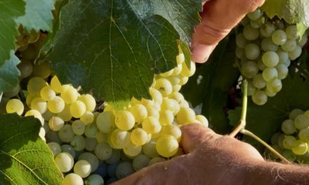 Somontano concluye la vendimia superando los 17 millones de kilos de uva